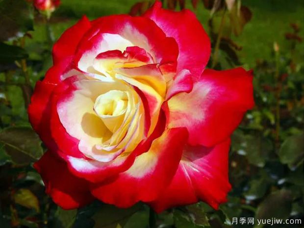 花大香濃艷麗，養月季就選紅雙喜(圖1)