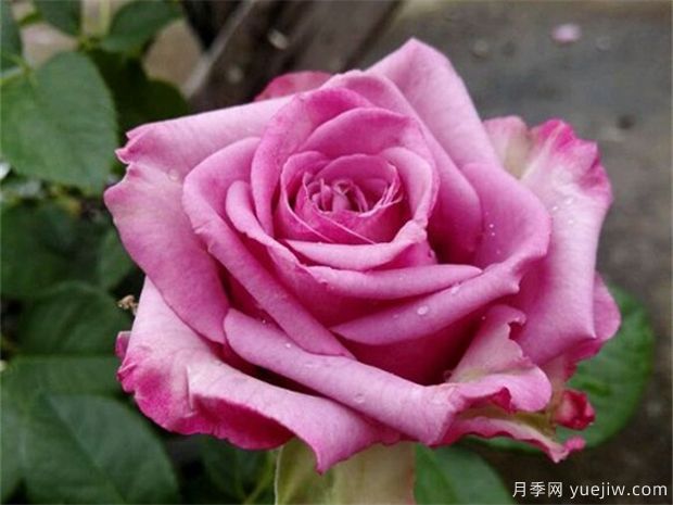 鄭州市花是月季，愛(ài)上鄭花滿(mǎn)城(圖4)