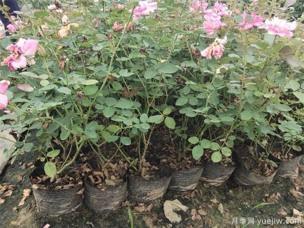 養盆花月季一般這幾點(diǎn)做好，月季開(kāi)花也不愁了(圖1)