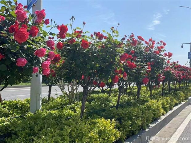 月季樹(shù)在綠化中的應用(圖1)