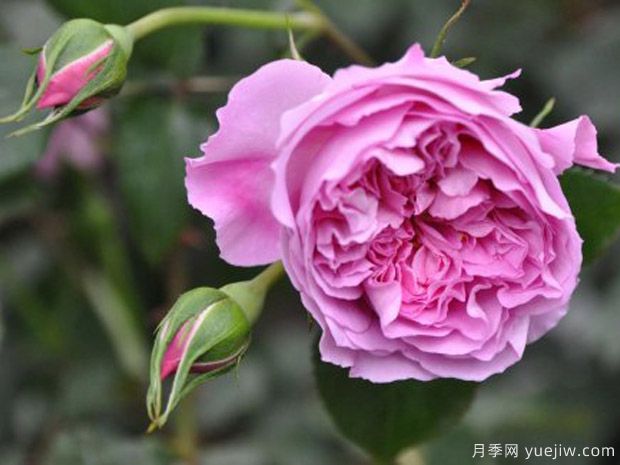 治療天使拉斐爾月季的優(yōu)缺點(diǎn)是什么？(圖1)
