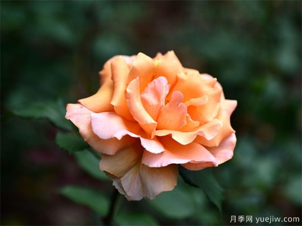 遭遇暴風(fēng)雨襲擊后，月季苗木管理施救措施(圖1)