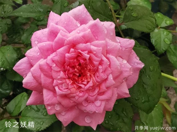推薦88個(gè)***美月季品種，讓花友美到心醉，陶醉其中(圖5)