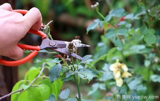 100萬(wàn)花友強力推薦月季修剪指南分享(圖1)
