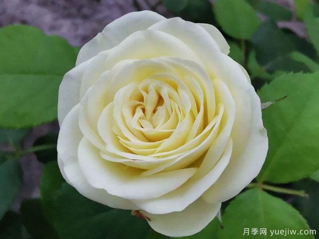 奶綠色的奶油龍沙，像一顆顆奶油蛋糕(圖1)