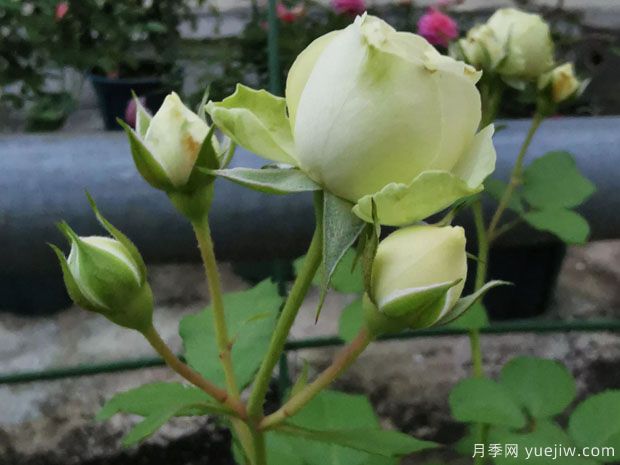 奶綠色的奶油龍沙，像一顆顆奶油蛋糕(圖2)