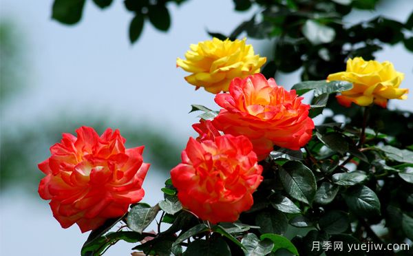 地被月季長(cháng)勢不好的原因是什么？(圖1)