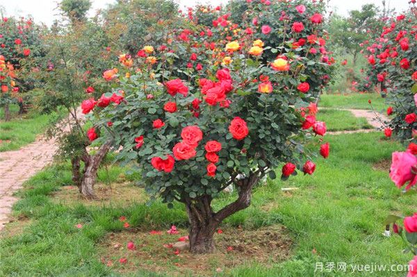 超百年的古樁月季，一樹(shù)花開(kāi)多色，世上罕見(jiàn)(圖1)