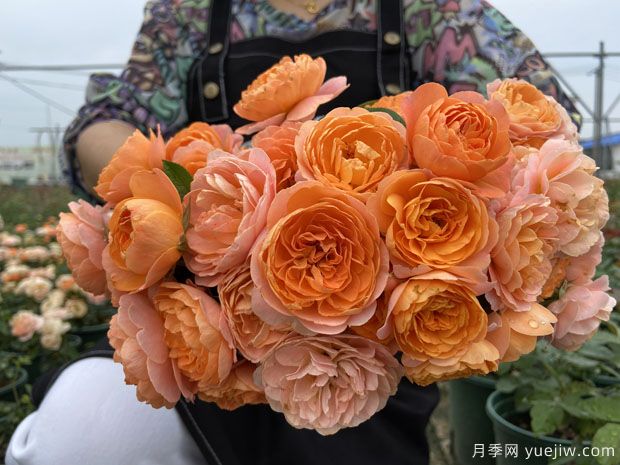 推薦5個(gè)超級勤花月季品種，季季有花賞(圖1)