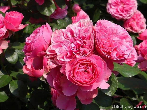 推薦5個(gè)深受歡迎的月季品種，人人喜歡(圖1)