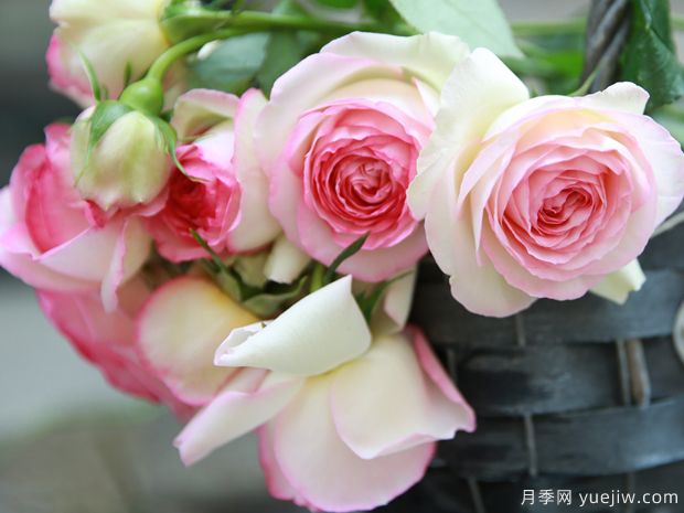 推薦5個(gè)深受歡迎的月季品種，人人喜歡(圖4)