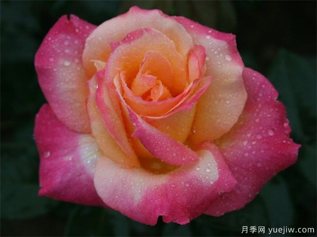 夏季月季養護注意3點(diǎn)，月季枝繁葉茂(圖1)