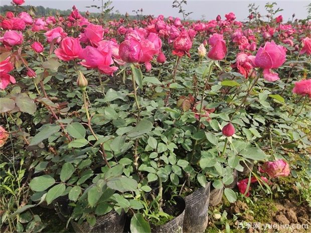 夏季月季如何養，分享幾個(gè)技巧(圖1)