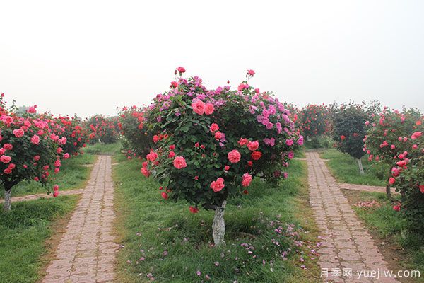 南陽(yáng)樹(shù)狀月季的培養與研究(圖1)