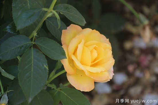 月季修剪有舍才有得，月季該如何修剪(圖1)