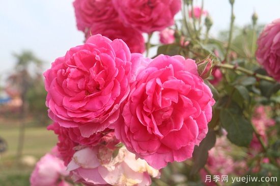 月季修剪有舍才有得，月季該如何修剪(圖2)