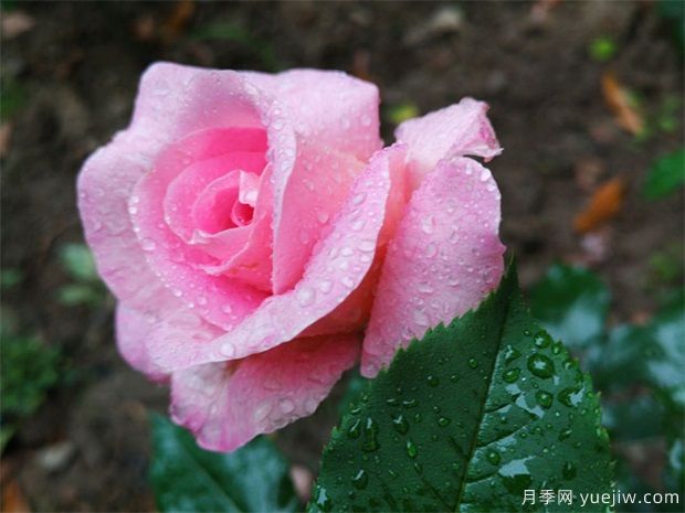 室內種植月季花應注意什么？(圖1)
