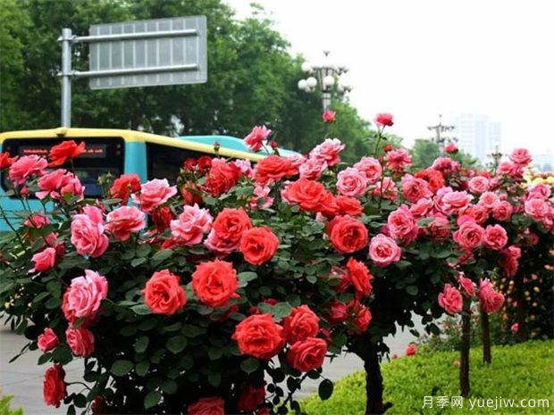 南陽(yáng)市：樹(shù)狀月季“國標”南陽(yáng)定(圖1)