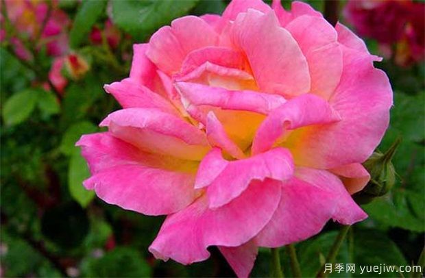 月季花的開(kāi)花條件(圖1)
