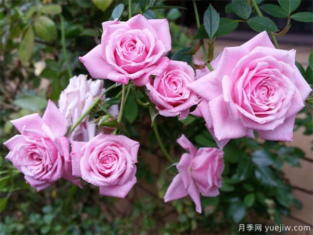 月季花有什么用？(圖1)