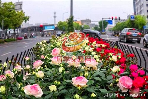 城市內建設“月季大道”竟這么流行！(圖2)