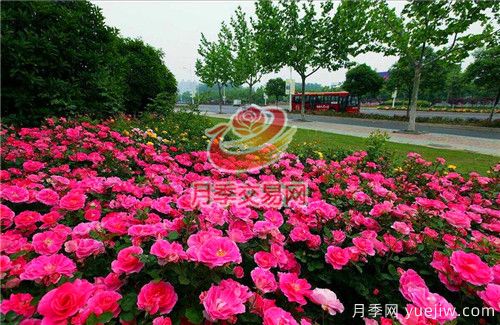城市內建設“月季大道”竟這么流行！(圖3)