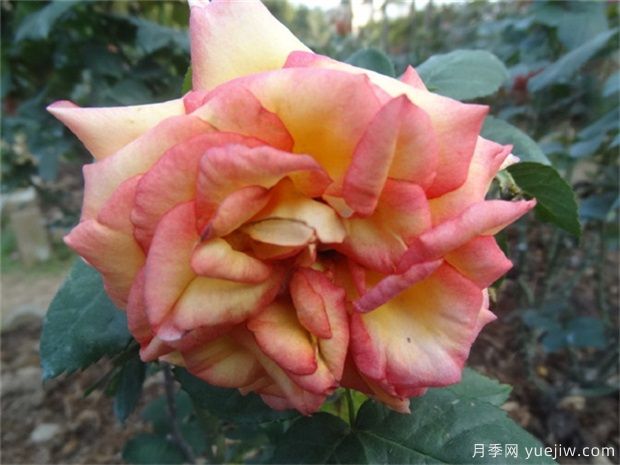 盆栽“月季花”六月做好這幾點(diǎn)，月季花開(kāi)不斷(圖1)