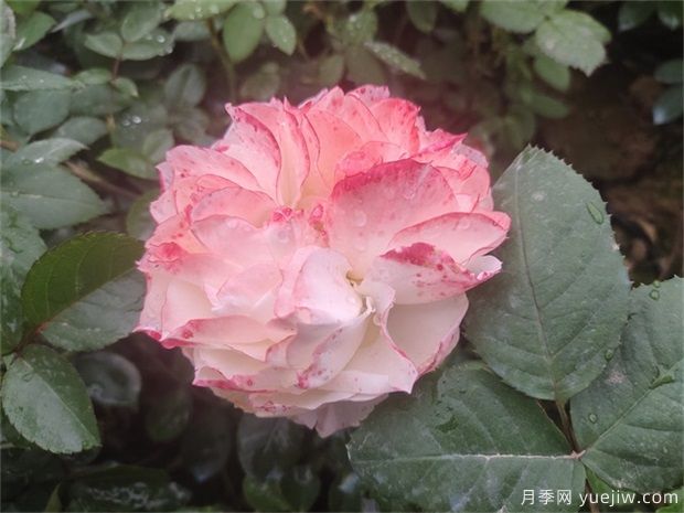 月季花田如何除草？(圖1)