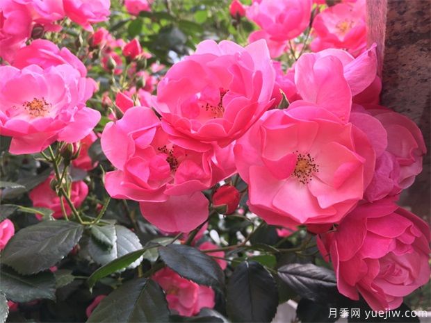 陽(yáng)臺種藤本月季(圖1)