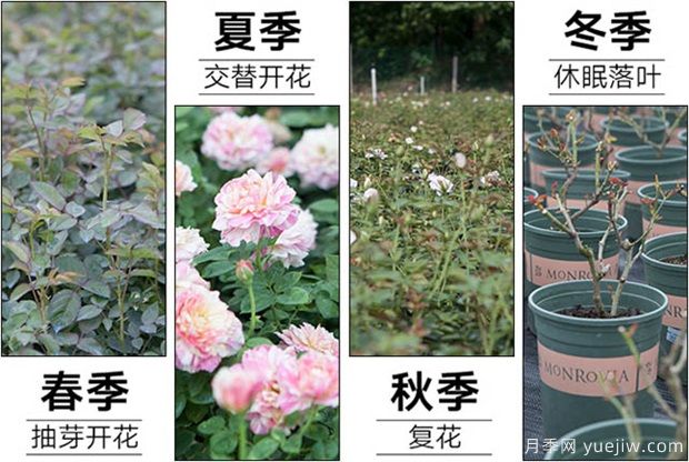 日本瑪麗玫瑰的養護心得(圖1)