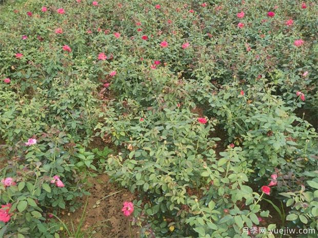 月季紅蜘蛛用什么藥？(圖1)