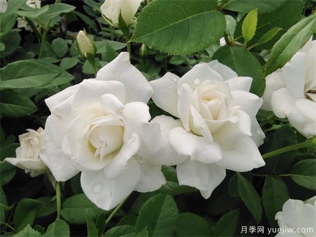 月季花品種分類(lèi)（按顏色分）(圖1)