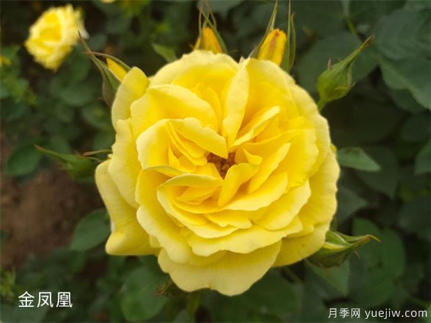 月季花品種分類(lèi)（按顏色分）(圖2)
