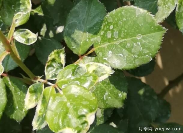 秋天做好4點(diǎn)防止月季藥害，藥害發(fā)生后如何緩解(圖1)