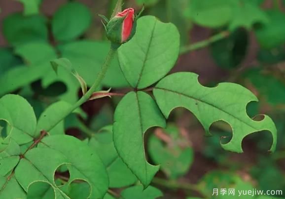 3招驅趕切葉蜂，再也不會(huì )啃月季的葉片(圖1)