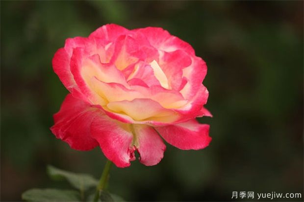 怎樣預防月季黑斑??？(圖1)