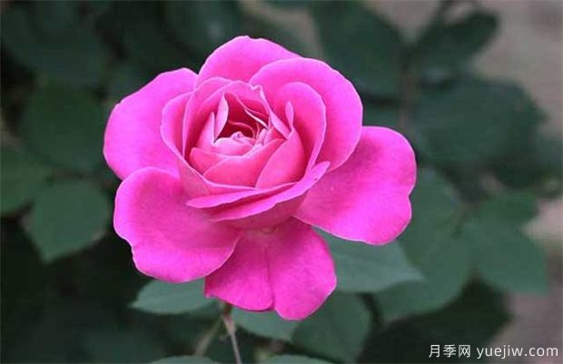 情人節為什么送玫瑰花？朵數的寓意(圖1)