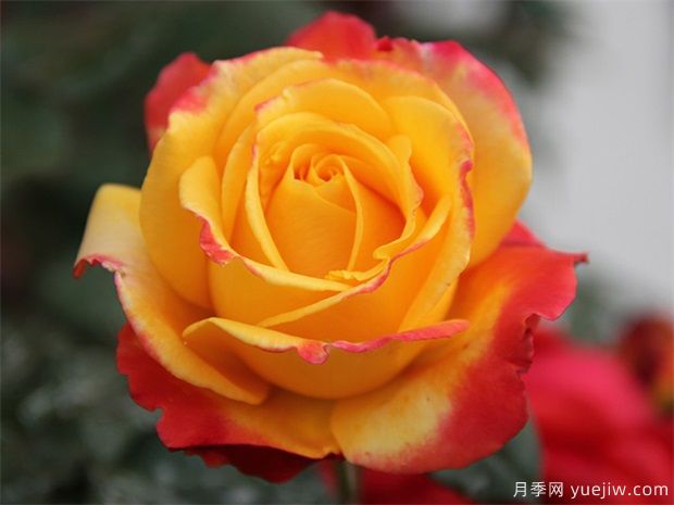 各國玫瑰花的傳說(shuō)(圖1)