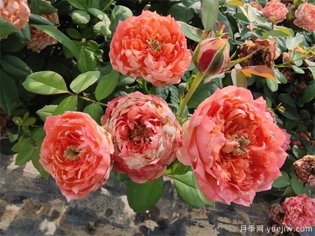 月季網(wǎng)：怎樣栽培月季花？(圖1)
