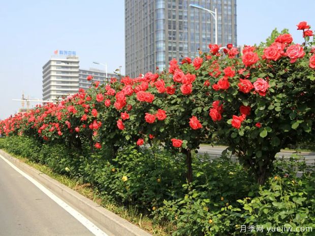 月季在園林綠化中的應用(圖1)