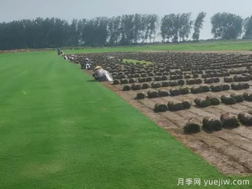 秋季苗木常見(jiàn)病蟲(chóng)害及防治方法(圖1)