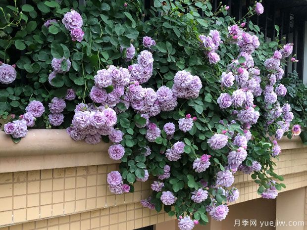 藍色陰雨?和?藍色?風(fēng)暴，哪個(gè)月季花更優(yōu)秀？(圖2)