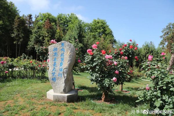 月季與美麗鄉村：保山騰沖老寨子，花在我眼前盛開(kāi)(圖1)