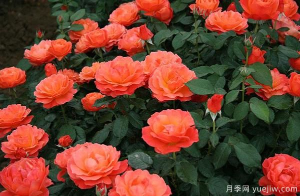 耐寒月季如何栽培管理？樹(shù)狀月季批發(fā)基地來(lái)告訴你(圖1)