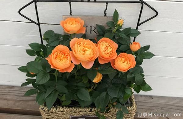 盆栽月季，選擇花盆也是一種大學(xué)問(wèn)，看你是否也選的一樣(圖1)