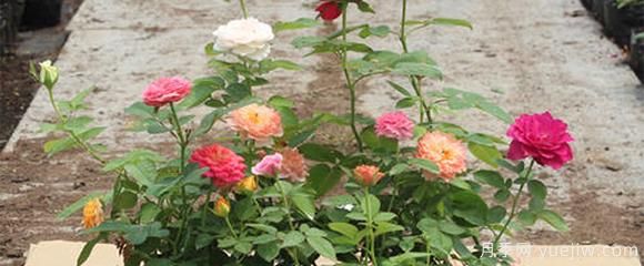 南陽(yáng)花樣月季園，告訴你怎樣培養樹(shù)狀月季的光照和溫度？(圖1)