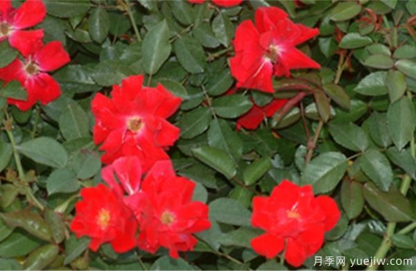 導致樹(shù)狀月季老化的要素有什么？(圖1)