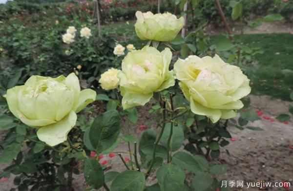 種植4公分樹(shù)狀月季可不可以用草木灰？(圖1)