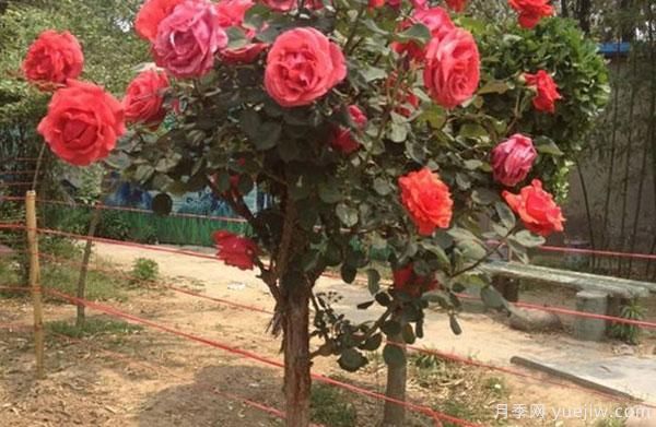 河南樹(shù)狀月季可以養幾年在于你的日常種植管理(圖1)