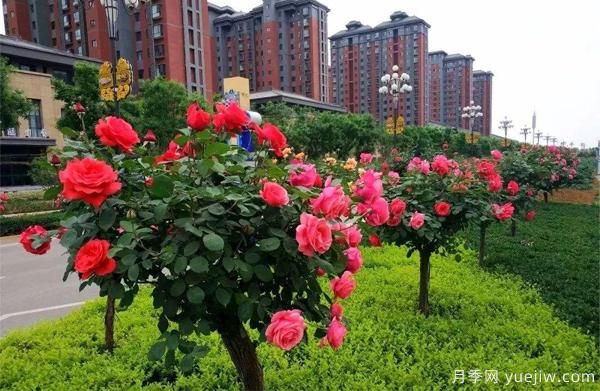 怎樣讓我們的月季， 每個(gè)月都開(kāi)能開(kāi)大花？(圖1)